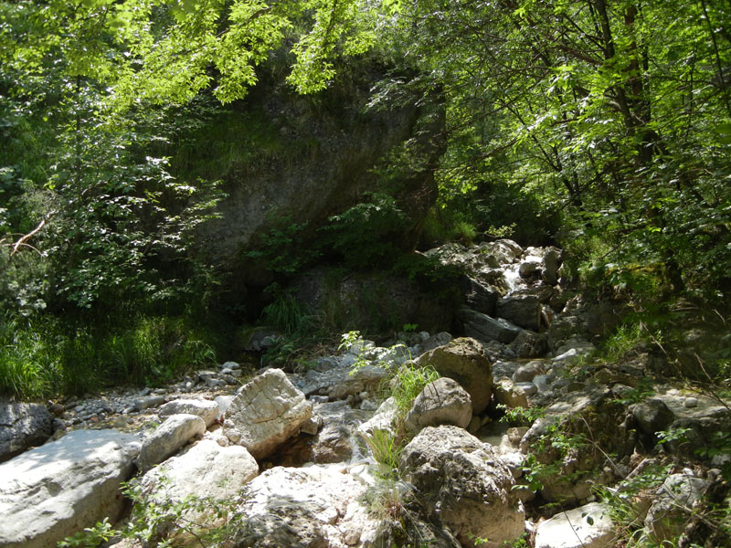 Amphinemura della Val di Gola...dal Trentino